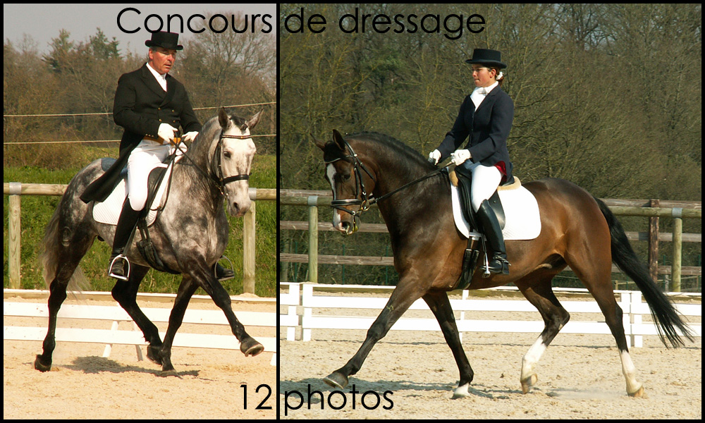 Concours de dressage