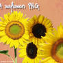 sunflowers PNG