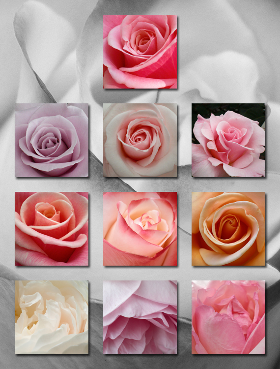 iPad Wallpapers - RosesCloseUp