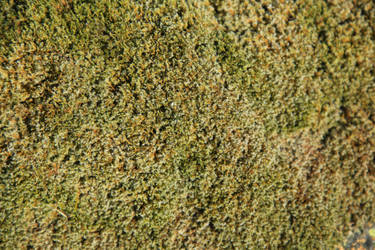 Texture: Fuzzy Moss