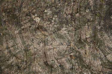 Premium Texture: Lichen Rock 09
