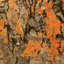 Premium Texture: Lichen Rock 11