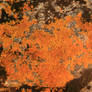 Premium Texture: Lichen Rock 12