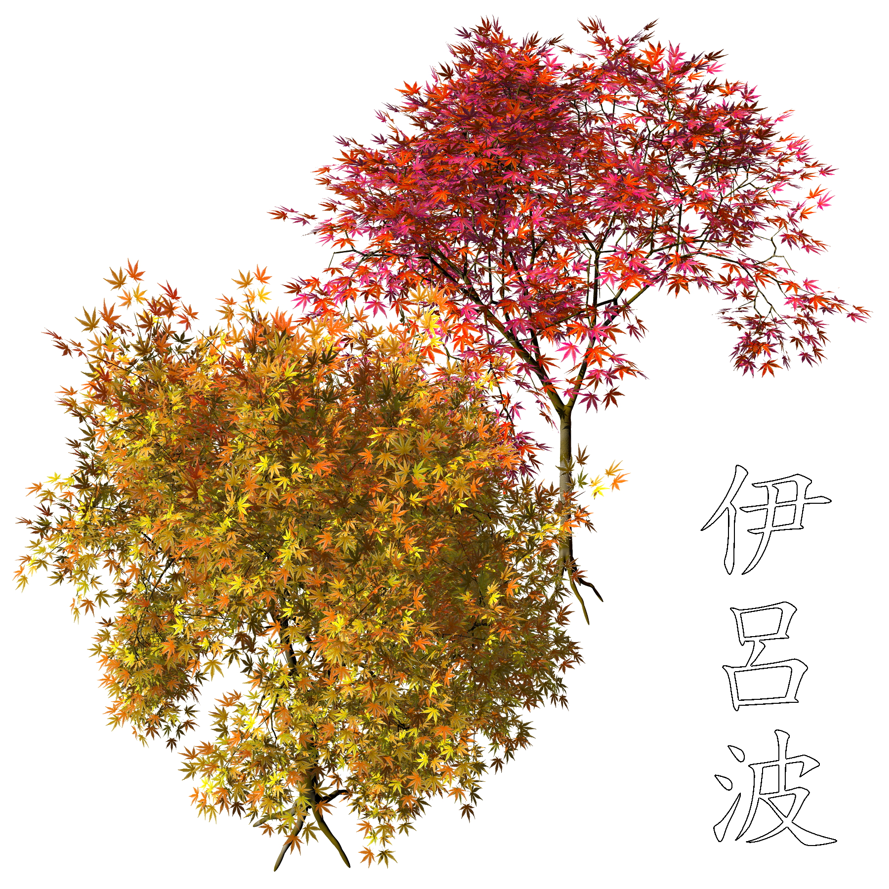 Iroha Acer Palmatum TIF+PNG