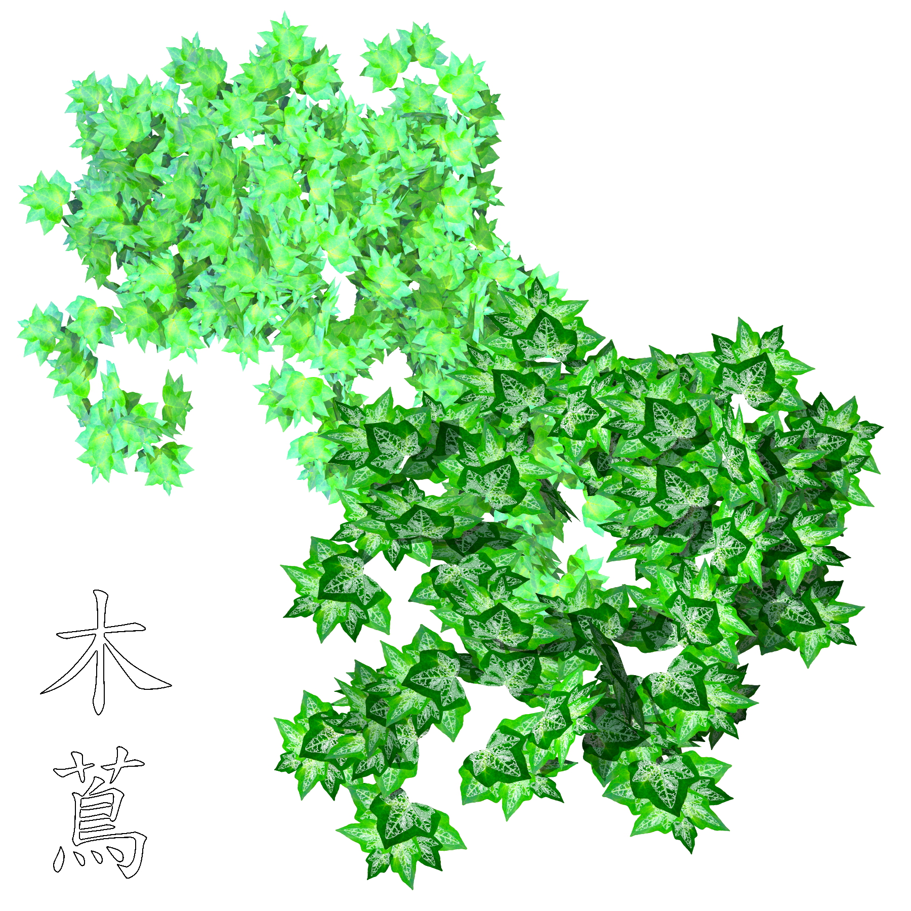 Hedera Rhombea Kizuta Psd By Kanji Hanzi Centerrr On Deviantart Hedera Rhombea Kizuta Psd By Kanji Hanzi Centerrr On Deviantart