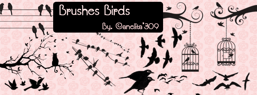 Brushes Birds By Canelita309