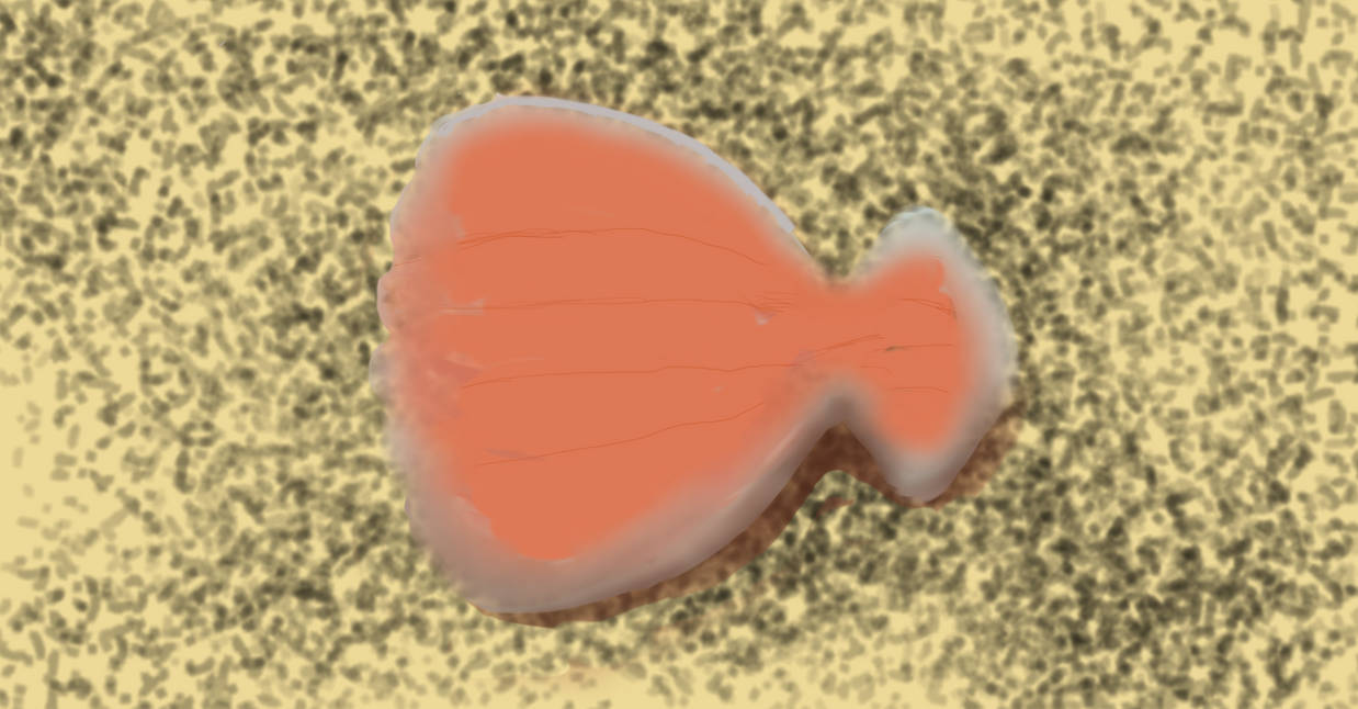 Seashell by mushystuff on DeviantArt