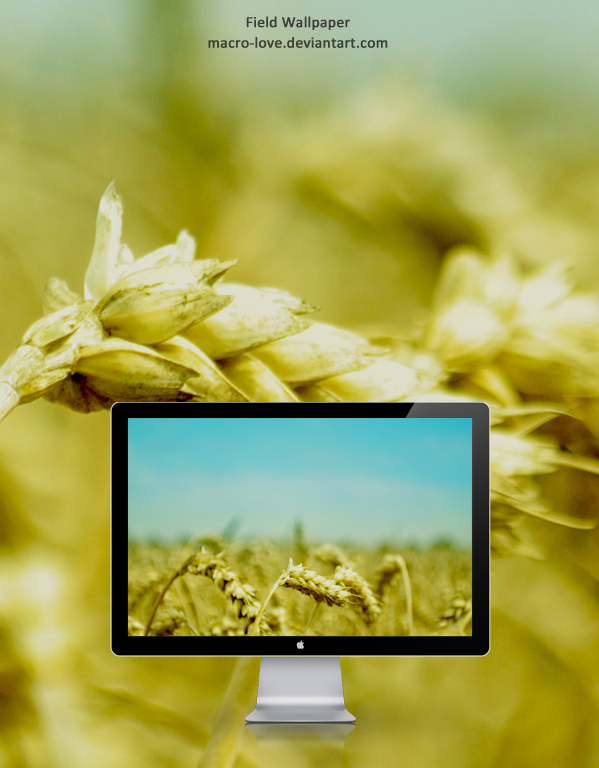 Field Wallpaper