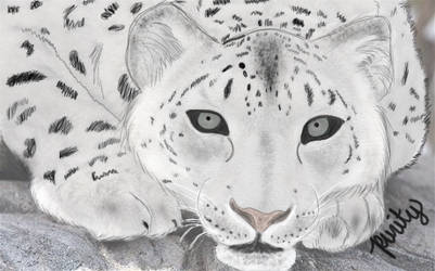 Snow leopard