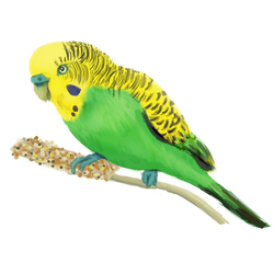 Budgie