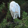 Preening Egret