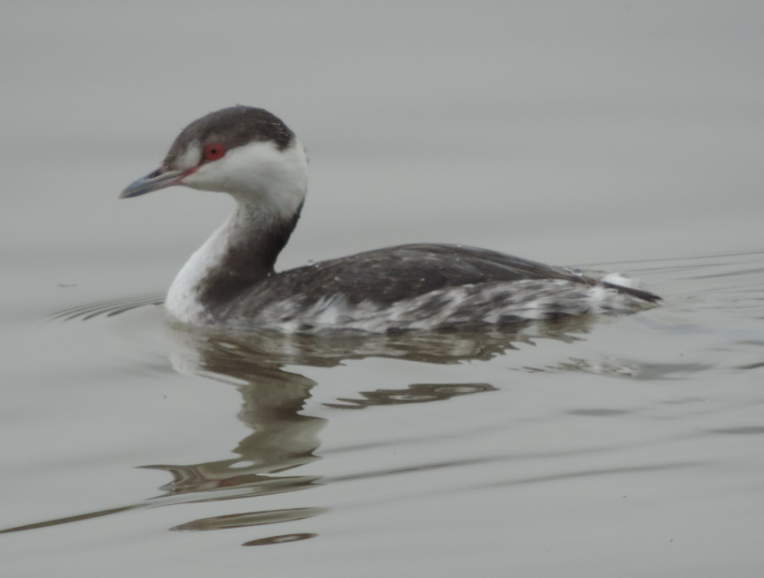 Horned Grebe with winter plumage