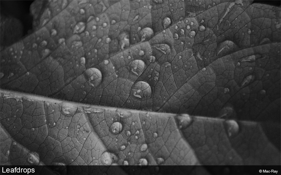 Leafdrops