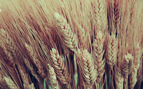 .wheat