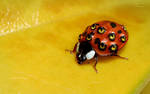 Ladybug ? by DianePhotos