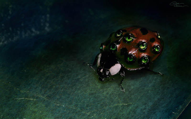 Ladybug wallpaper dark version