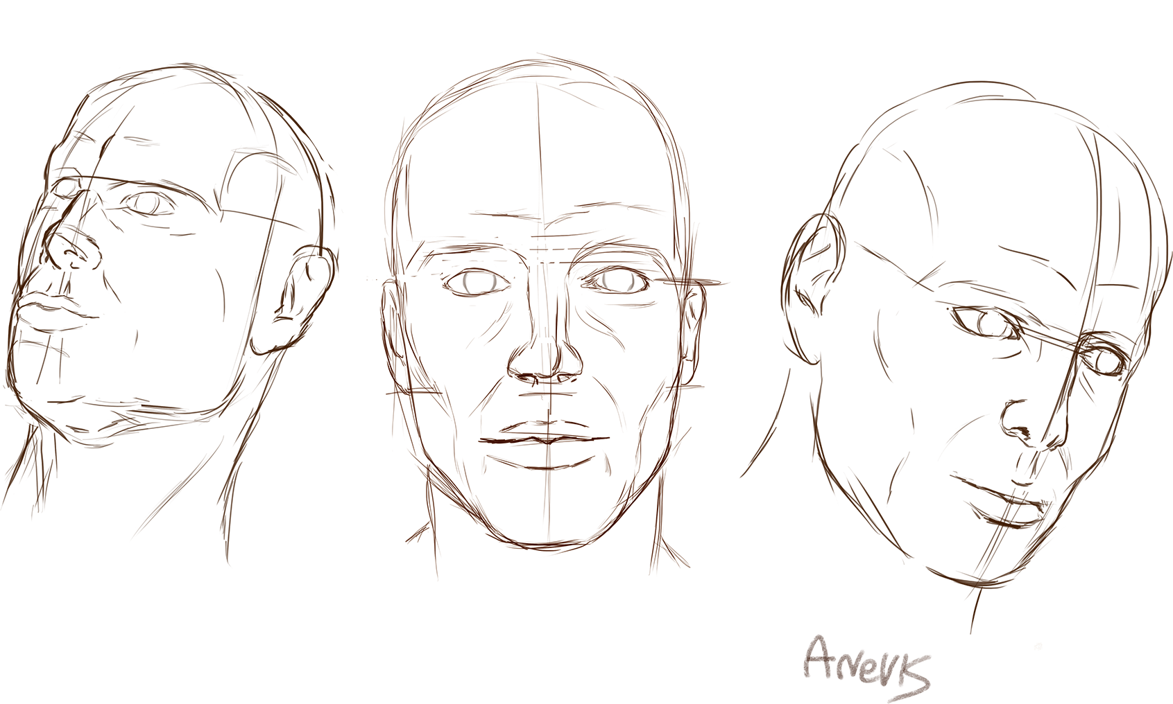 Heads - study