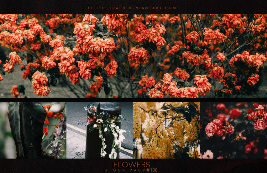 Flowers ( Stock Pack ) by LilithDemoness on DeviantArt