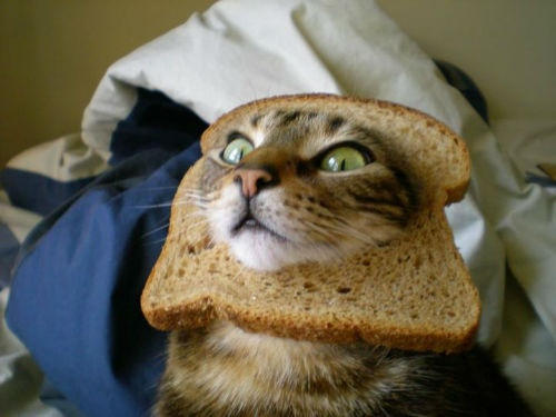 Bread Head Kitty Gif By Kawaiibron 3 On Deviantart