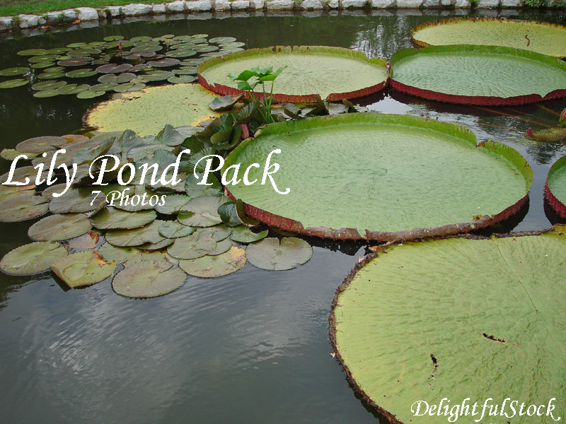 LilyPond Pack Delightfulstock