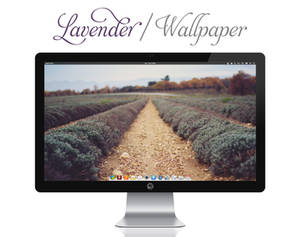 Lavender Wallpaper