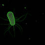 Crossview Escherichia coli