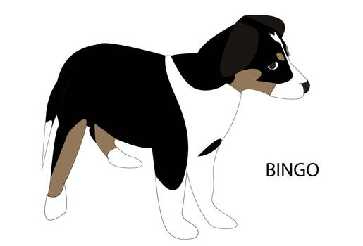 Bingo (my puppy)