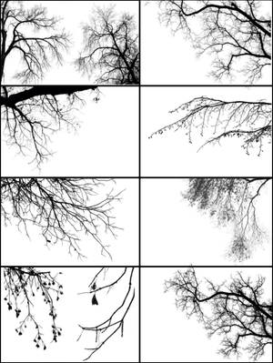 Tree Borders III