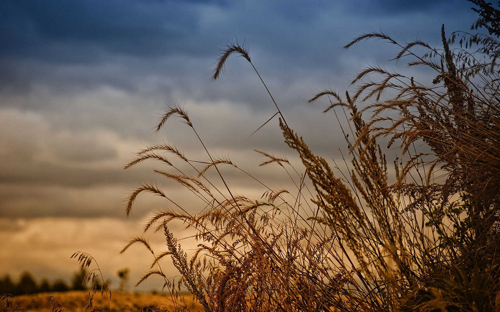 Prairie Grass