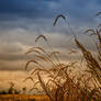 Prairie Grass