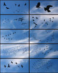 Birds of a Feather II by midnightstouch