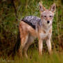 Black-Backed Jackal