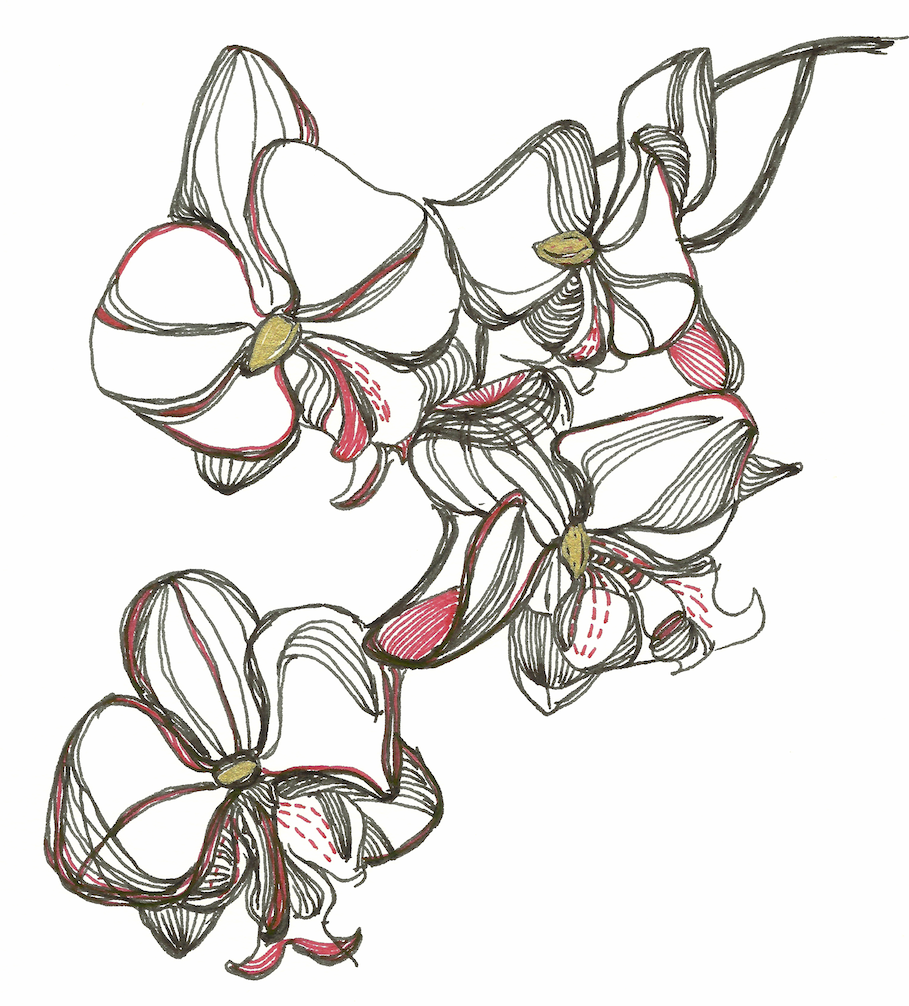 Orchid-2