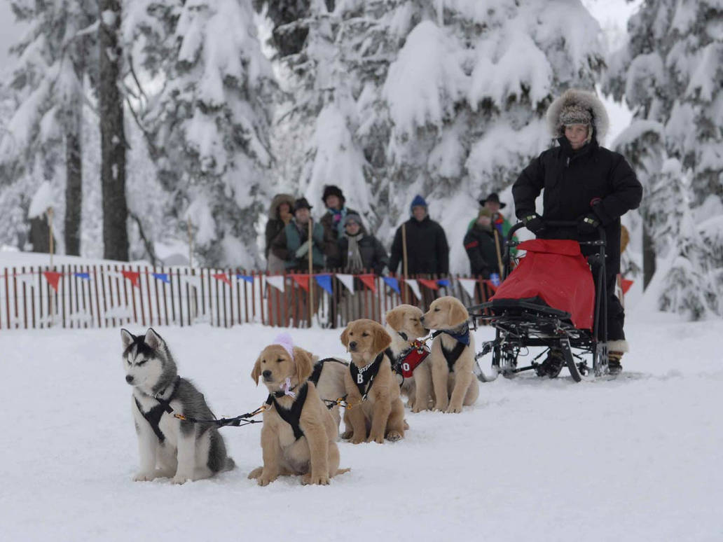 Snow buddies снежная пятерка. Снежная 5. Снежная пятерка шаста. Snow buddies снежная пятерка. Снежная пятерка шаста.