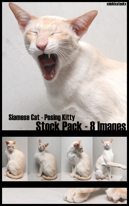Siamese cat series