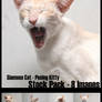 Siamese cat series