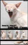 Siamese cat series by NickiStock