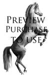 Akhal Teke Greyscale - Purchaseable by Forever-Studios