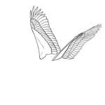 Bird Wings Animation + free template