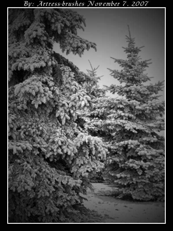 Snowy Trees 2