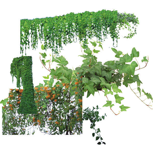 plant stock by Sophie-Y on DeviantArt