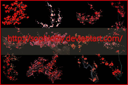 PNG plum blossom flowers stock