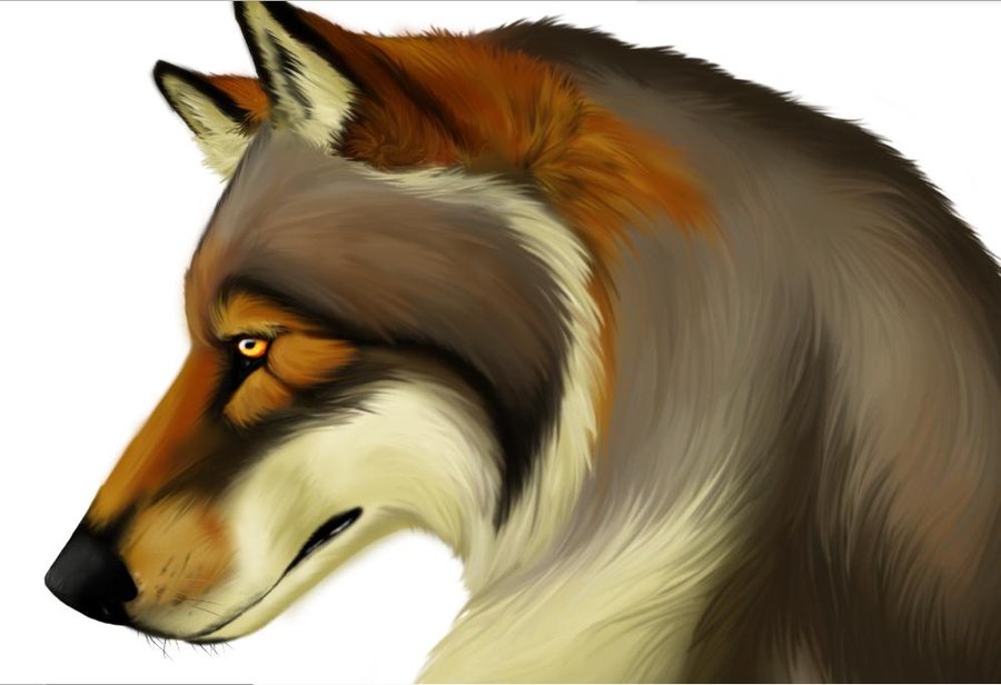 pics Realistic Color Wolf Drawing wolves drawings colored