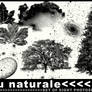 Au Naturale - Nature Brush Set