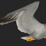 [MMD] Seagull model from Half-Life 2