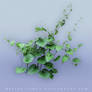 Plant PNG stock
