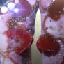 Goddess Kitten Does More Tomato Crushing Barefoot