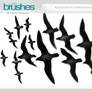 Brushes - Birds