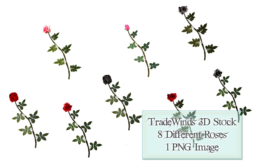 TW3D Single Roses
