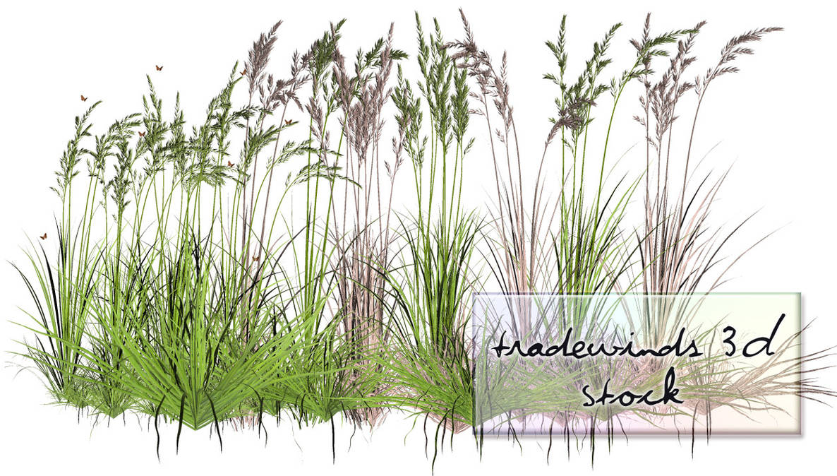 TW3D Summer Grass by TW3DSTOCK